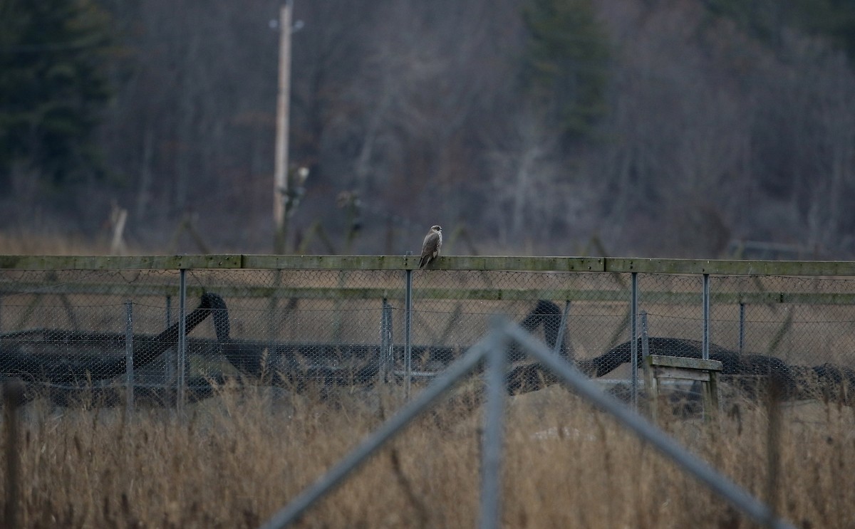 Gyrfalcon - Jay McGowan