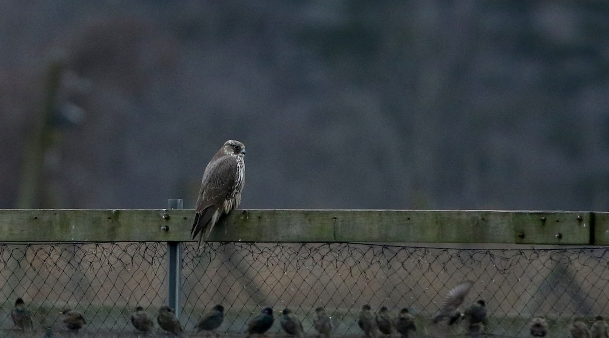 Gyrfalcon - Jay McGowan