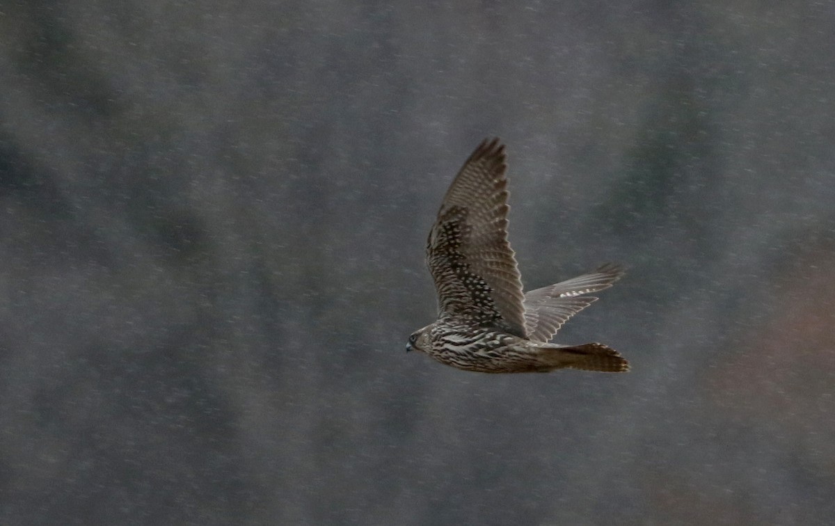 Gyrfalcon - Jay McGowan