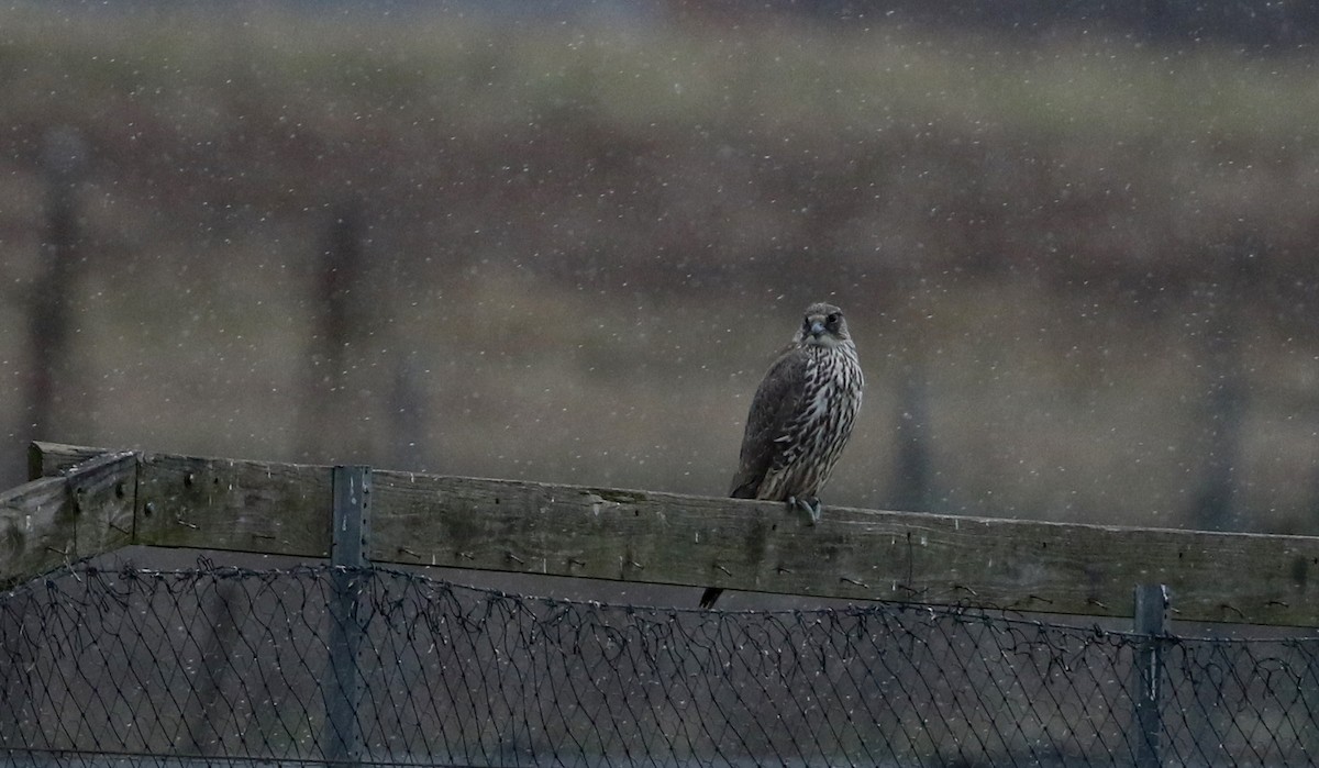 Gyrfalcon - Jay McGowan