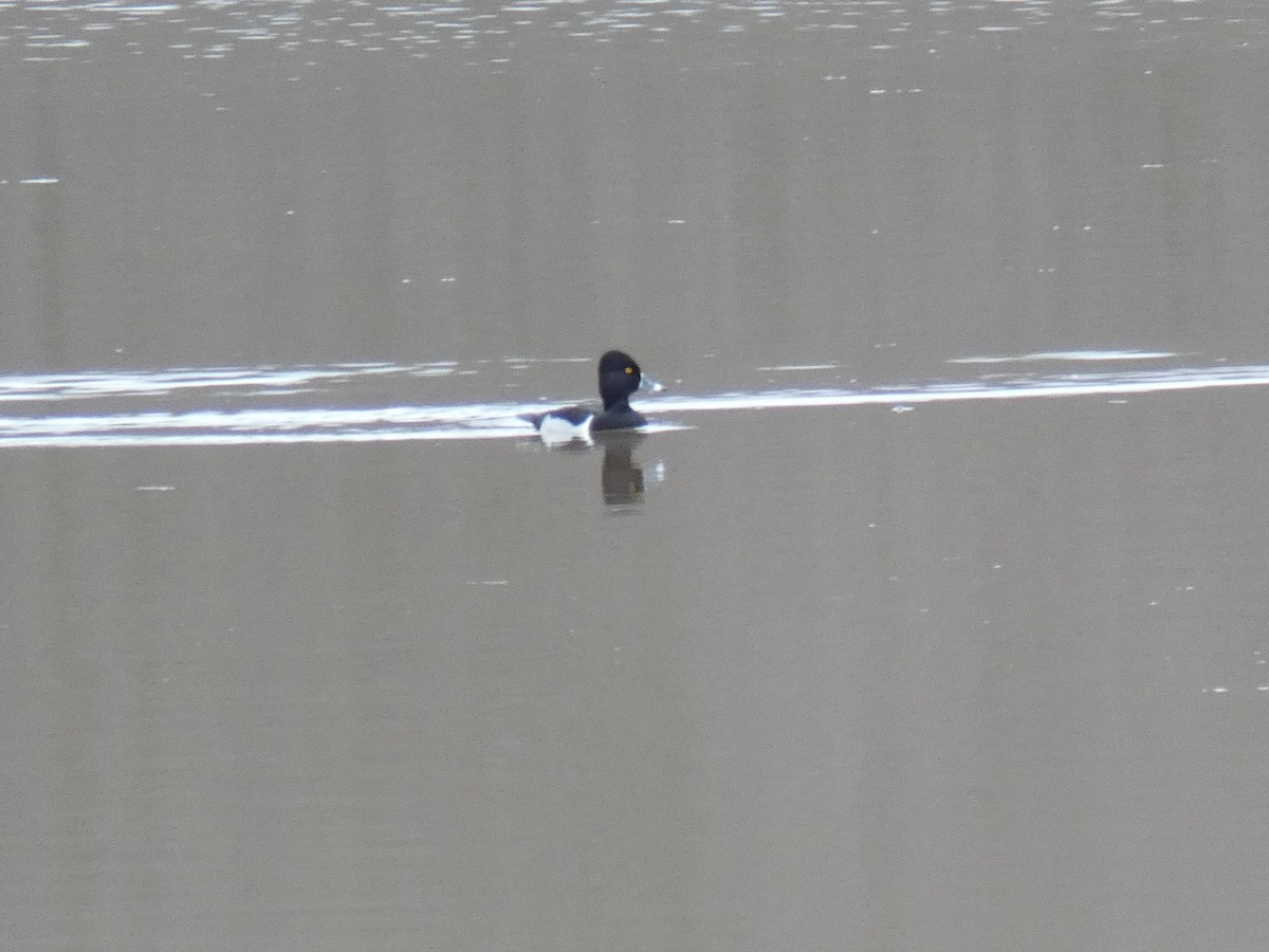 Ring-necked Duck - ML294596641