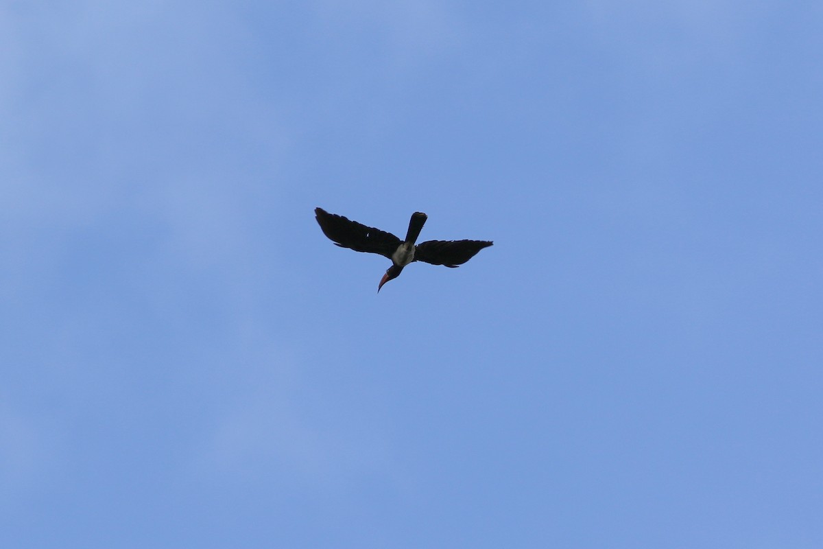 Crowned Hornbill - george parker