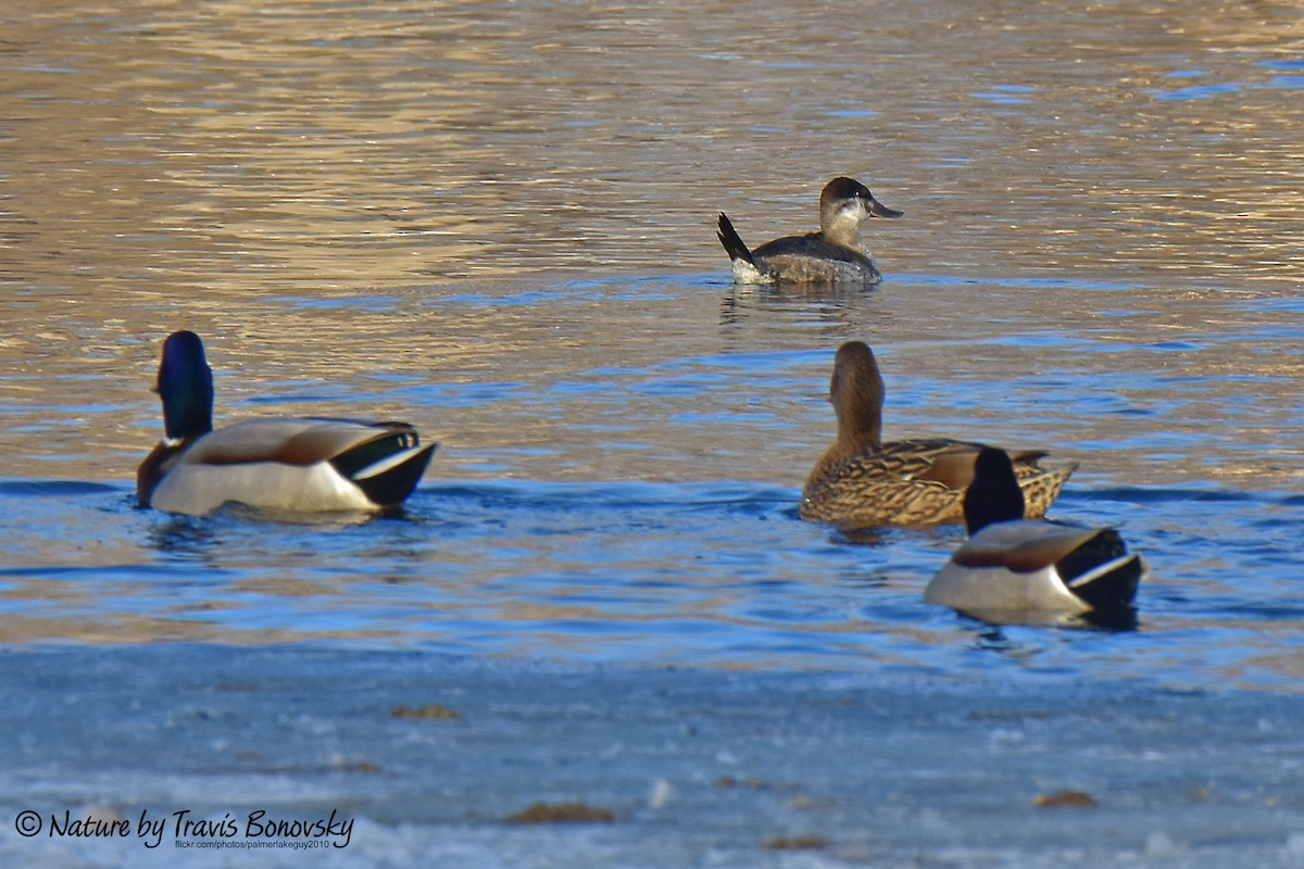 Ruddy Duck - ML294600221