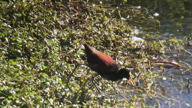 Jacana du Mexique - ML294601211