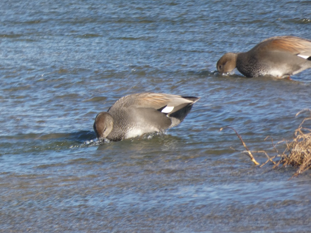 Gadwall - ML294603301