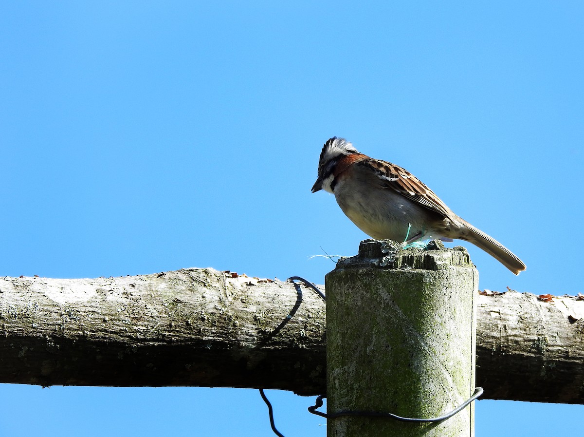 Rufous-collared Sparrow - karime falah