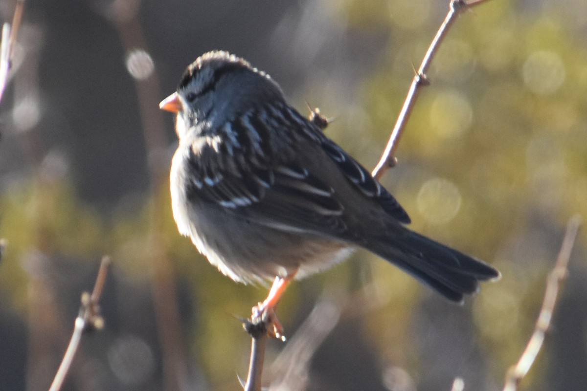 White-crowned Sparrow - ML294605961