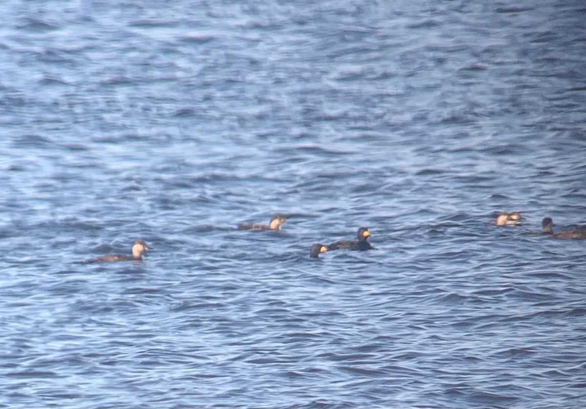 Black Scoter - Daniel Walker