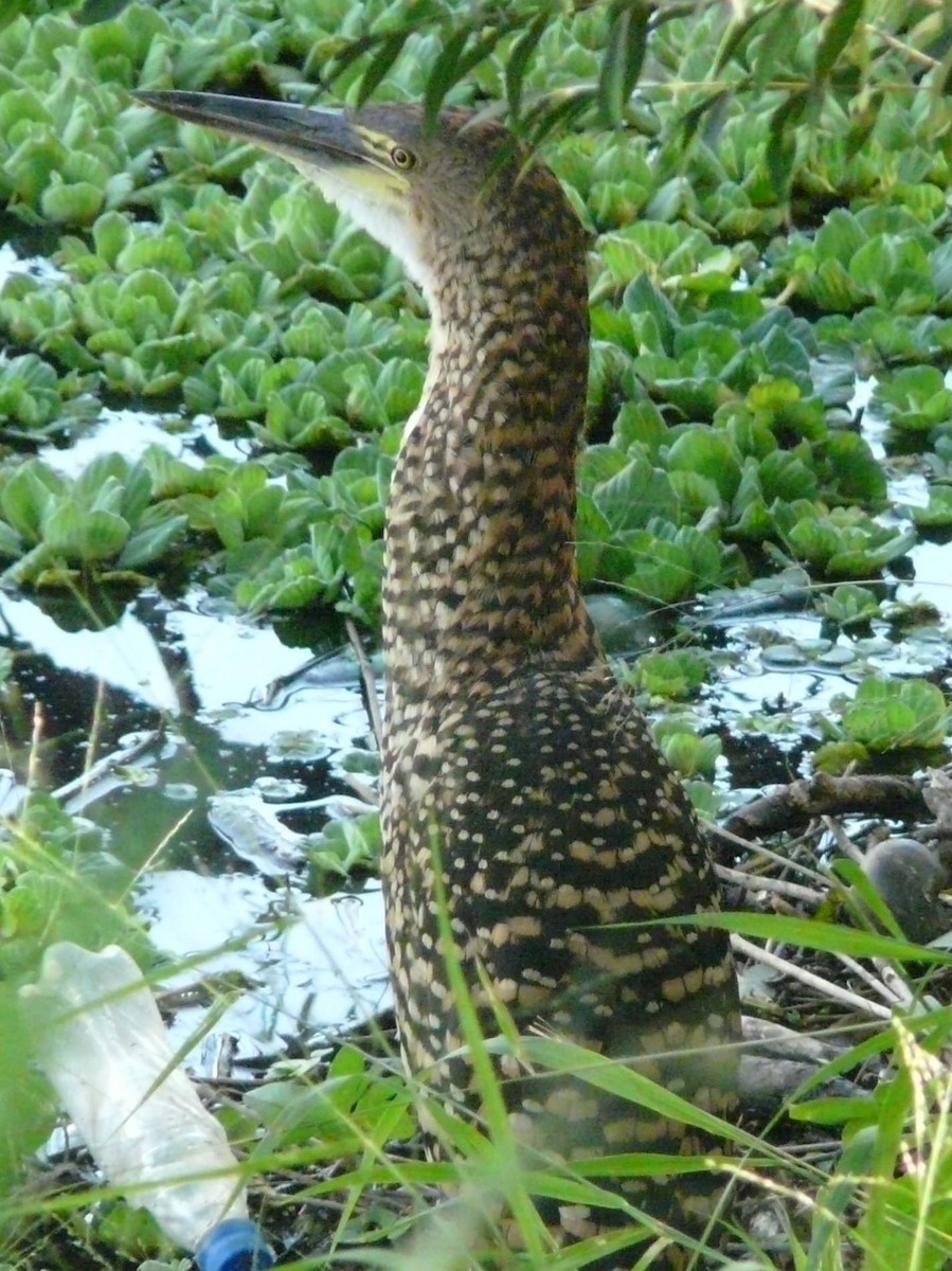 Rufescent Tiger-Heron - ADRIAN GRILLI