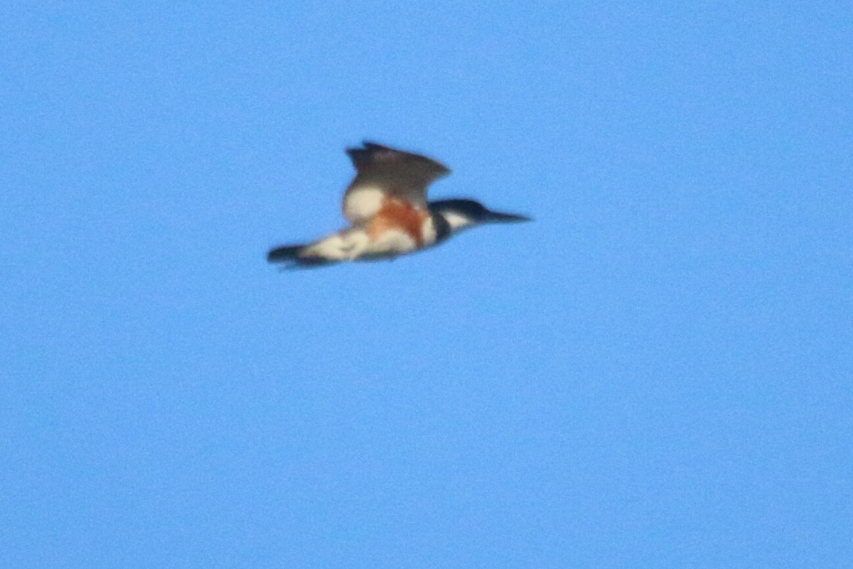 Belted Kingfisher - ML294610261