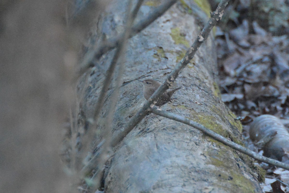 Winter Wren - ML294610291