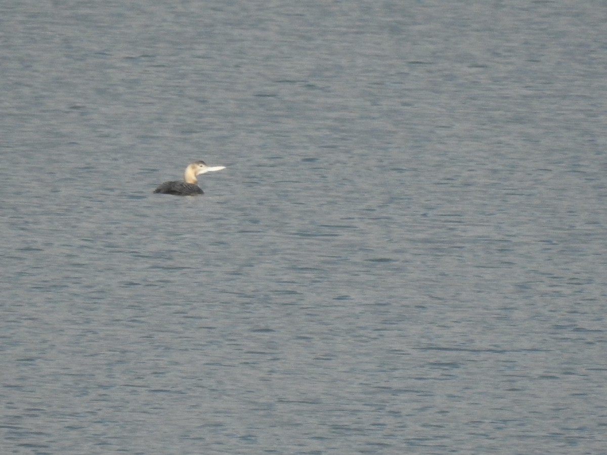 Yellow-billed Loon - Isaac  Denzer