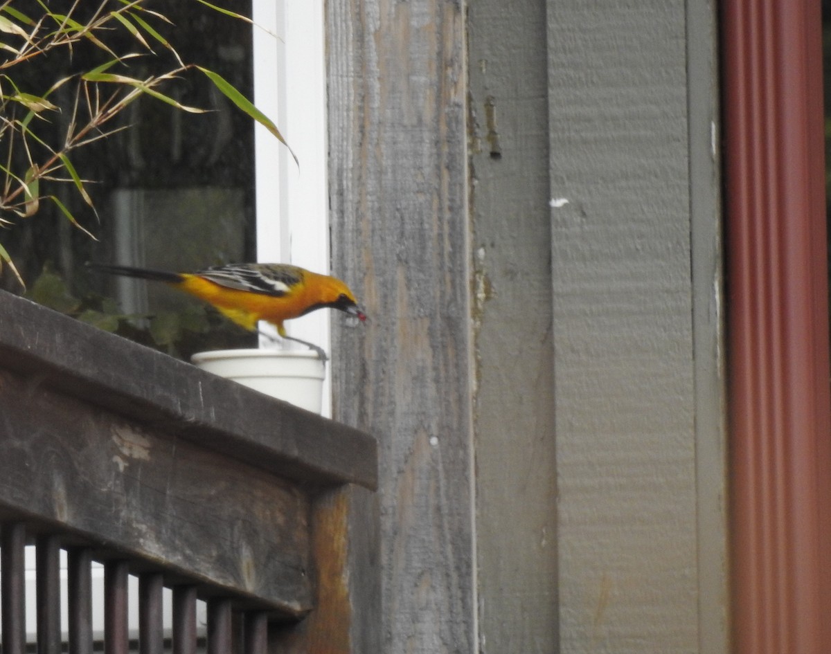 Hooded Oriole - Isaac  Denzer