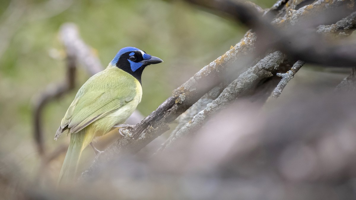 Green Jay - ML294611891