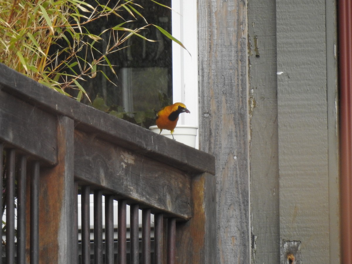 Hooded Oriole - Isaac  Denzer