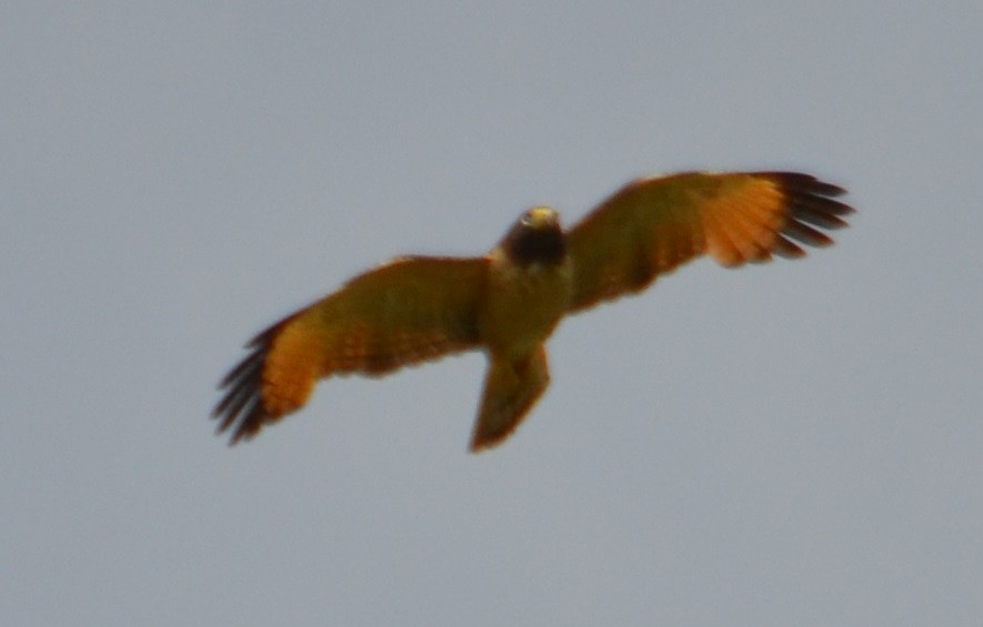 Roadside Hawk - ML294613111