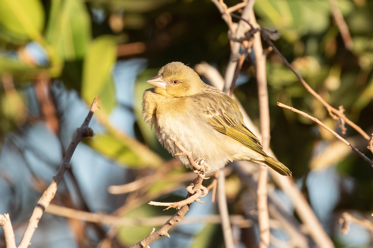 Southern Masked-Weaver - ML294613531