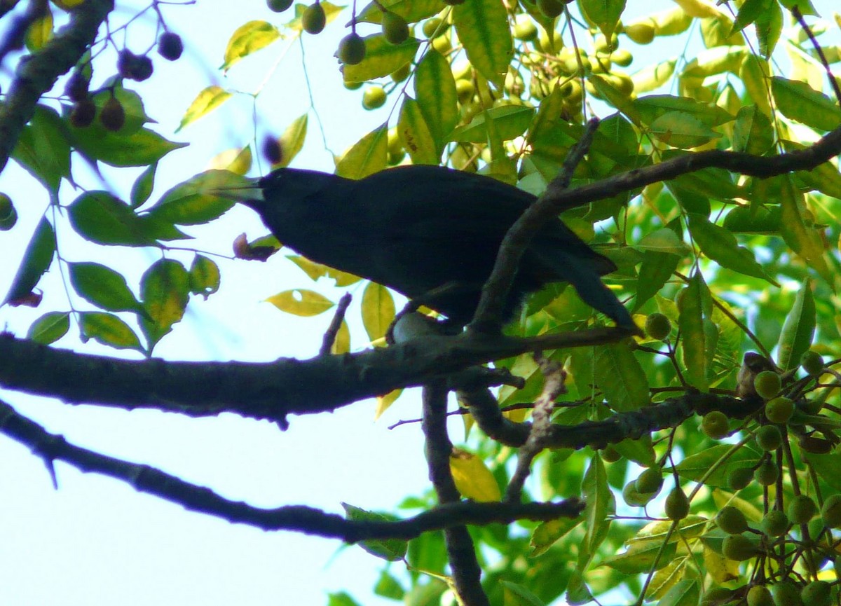 Solitary Black Cacique - ML29461361