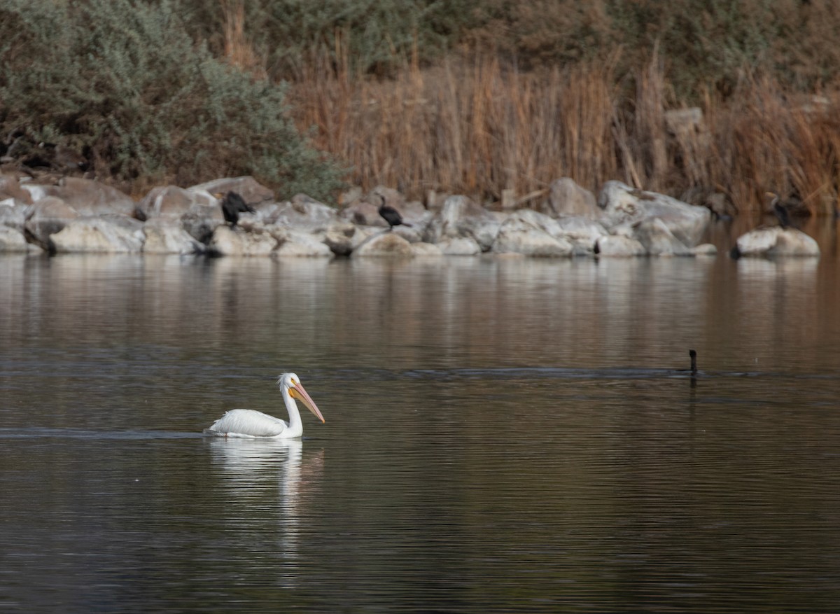 American White Pelican - ML294613641