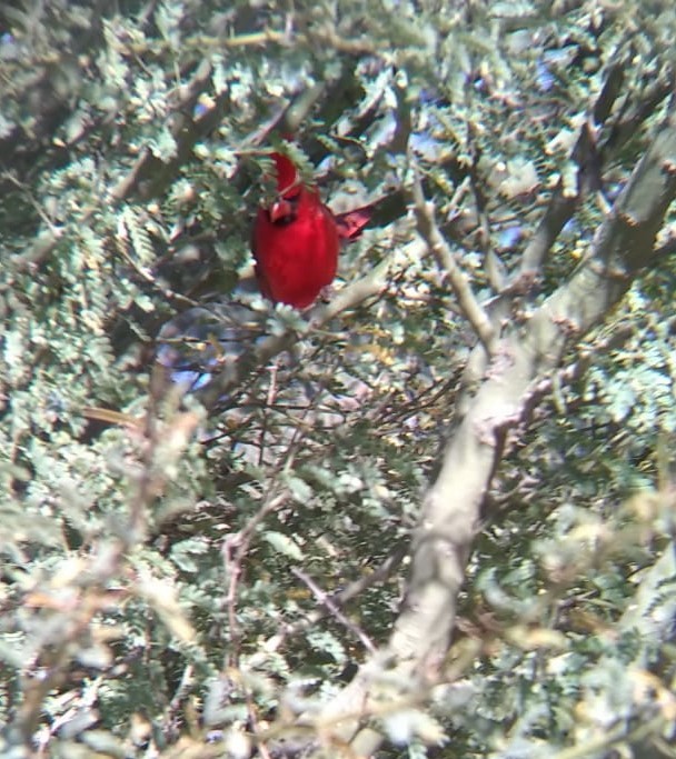 Northern Cardinal - Paloma  Montijo