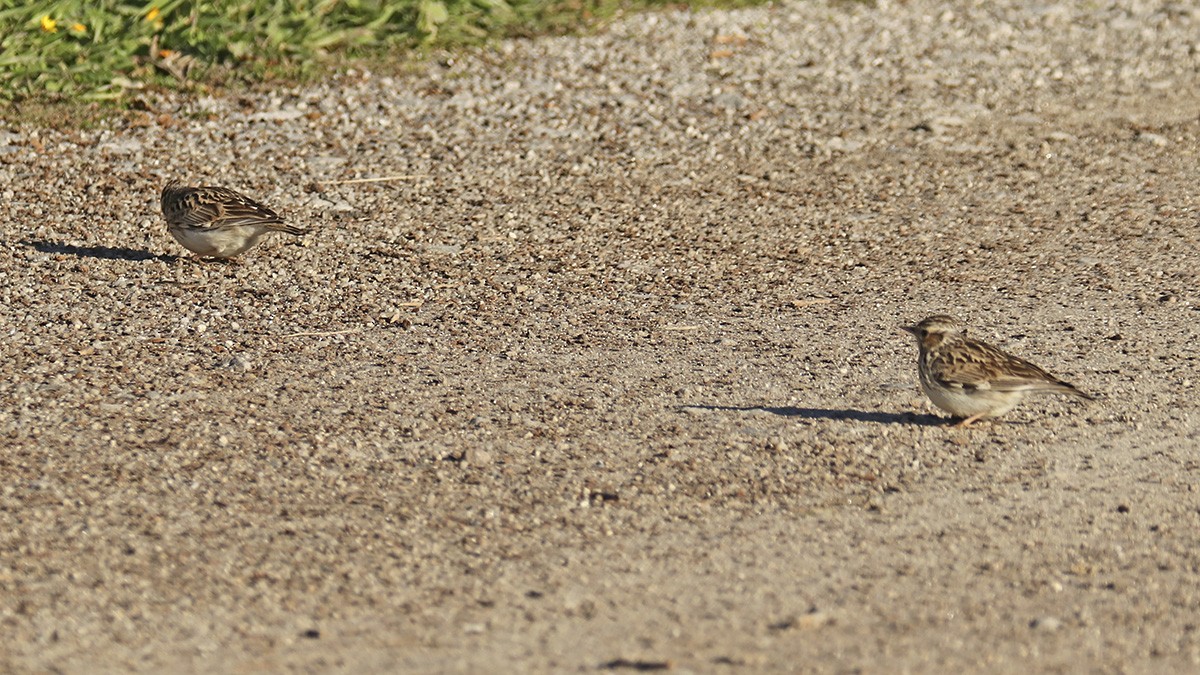 Wood Lark - Francisco Barroqueiro