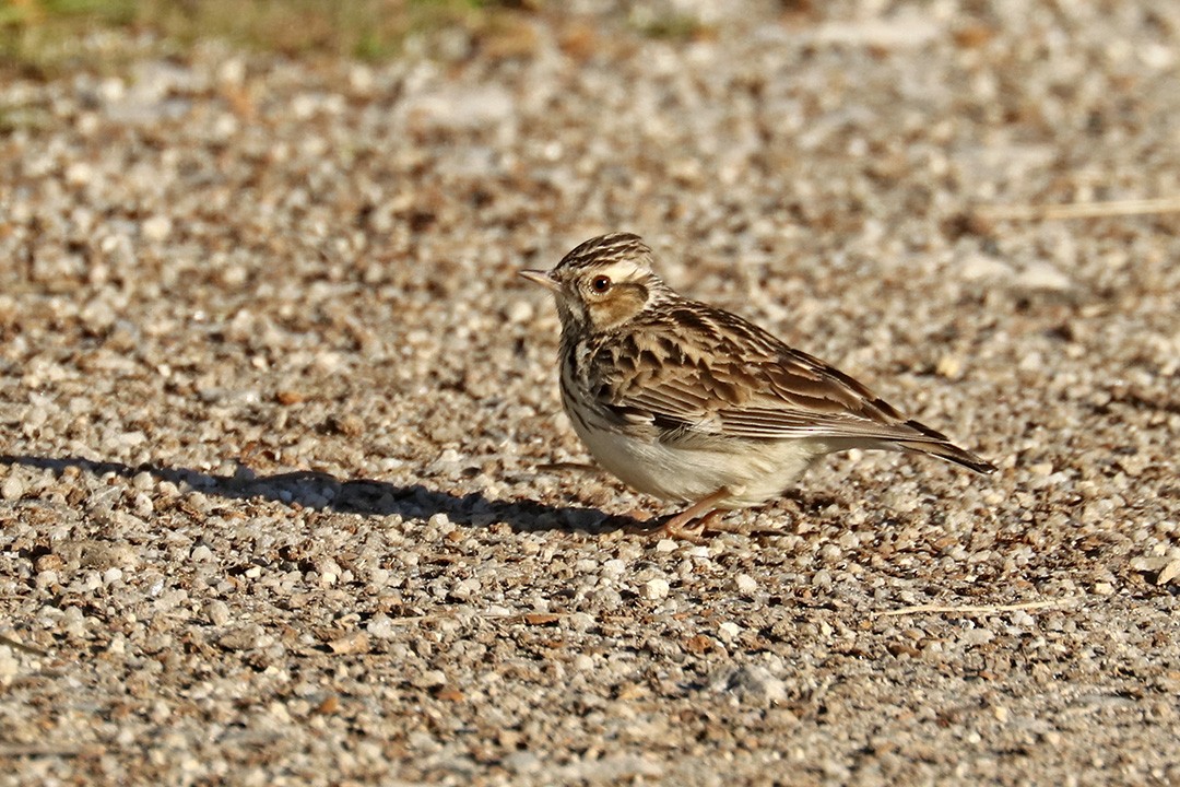 Wood Lark - Francisco Barroqueiro