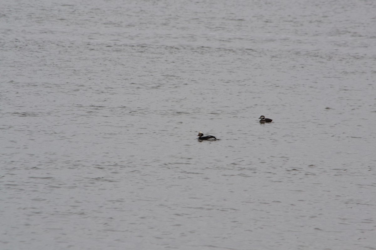 Long-tailed Duck - Phil LaTourette