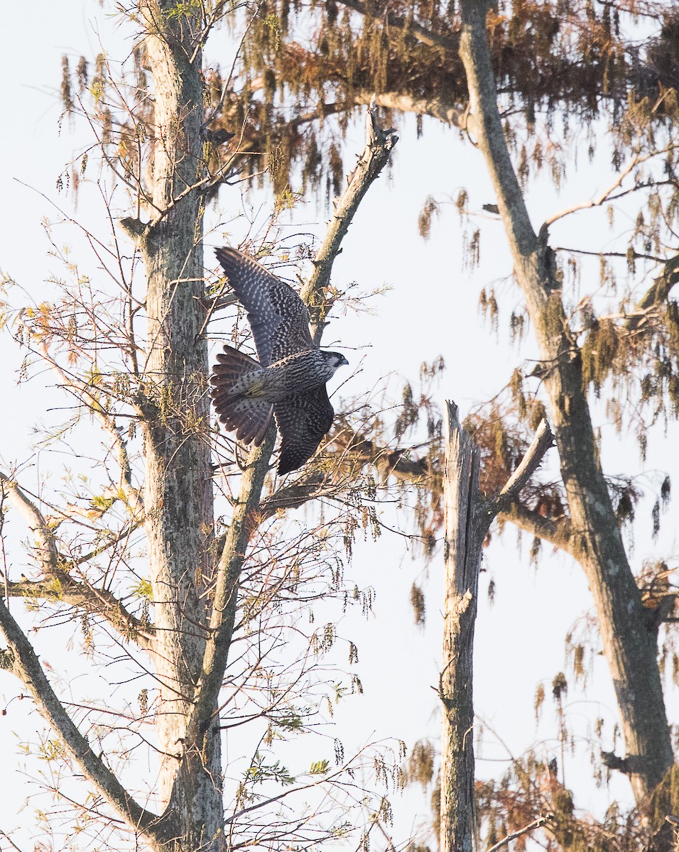 Peregrine Falcon - ML294618331