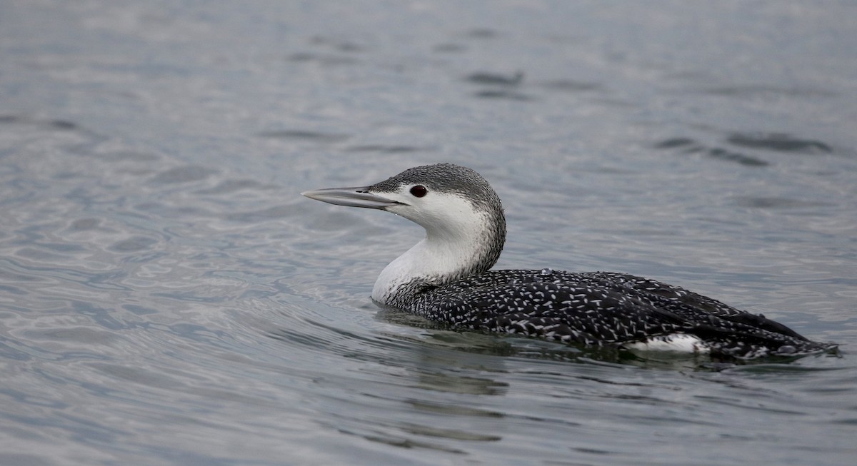 Red-throated Loon - Jay McGowan