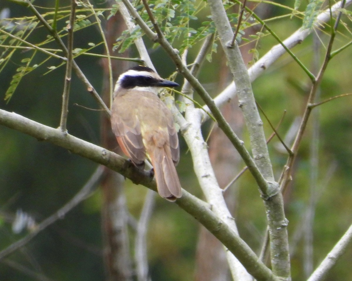 Great Kiskadee - ML294620141