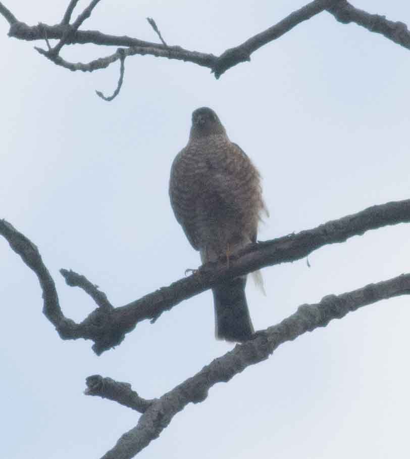 Sharp-shinned Hawk - ML294620701