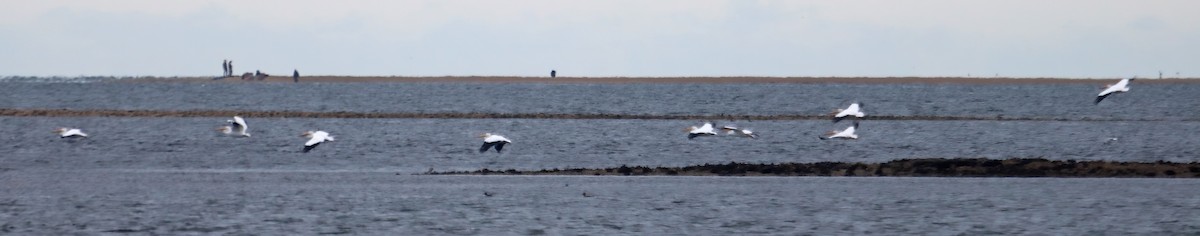 American White Pelican - ML294620781