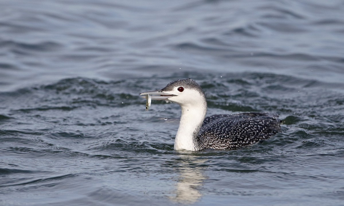Red-throated Loon - Jay McGowan