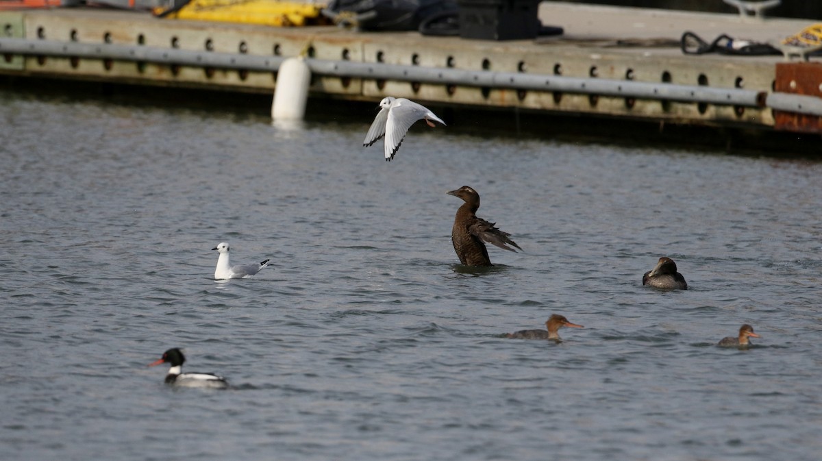 Gaviota de Bonaparte - ML294621741