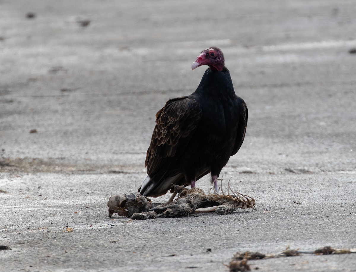 Turkey Vulture - ML294621901