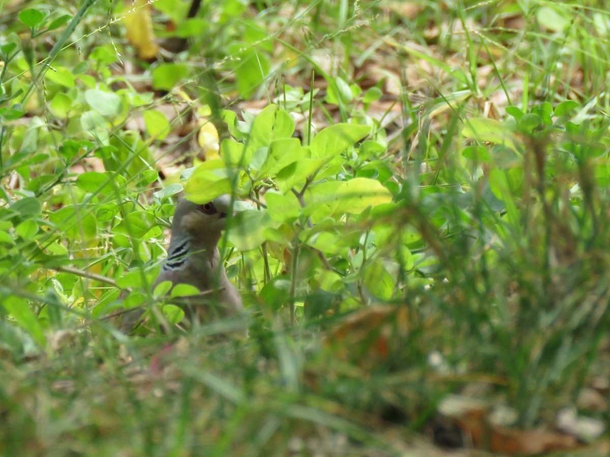 European Turtle-Dove - ML29462231