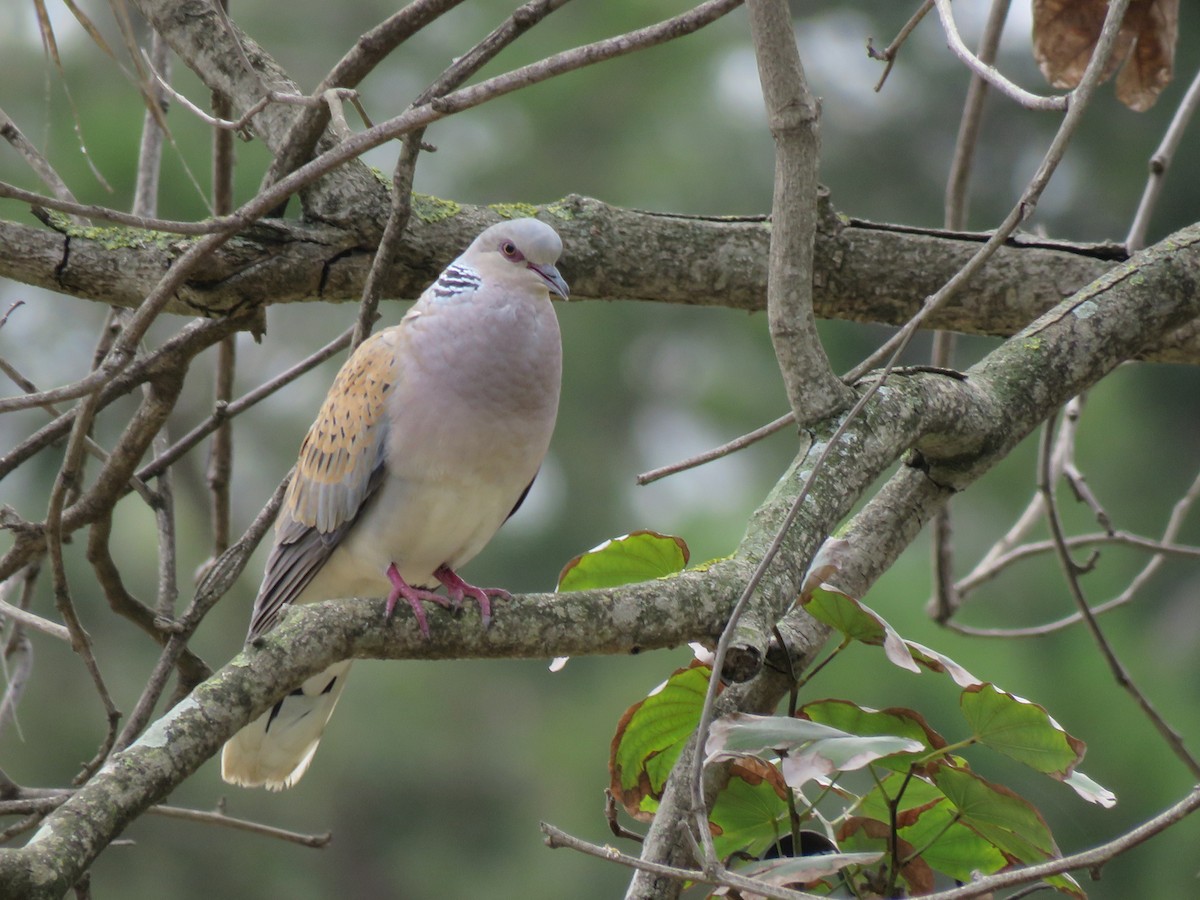 European Turtle-Dove - ML29462241