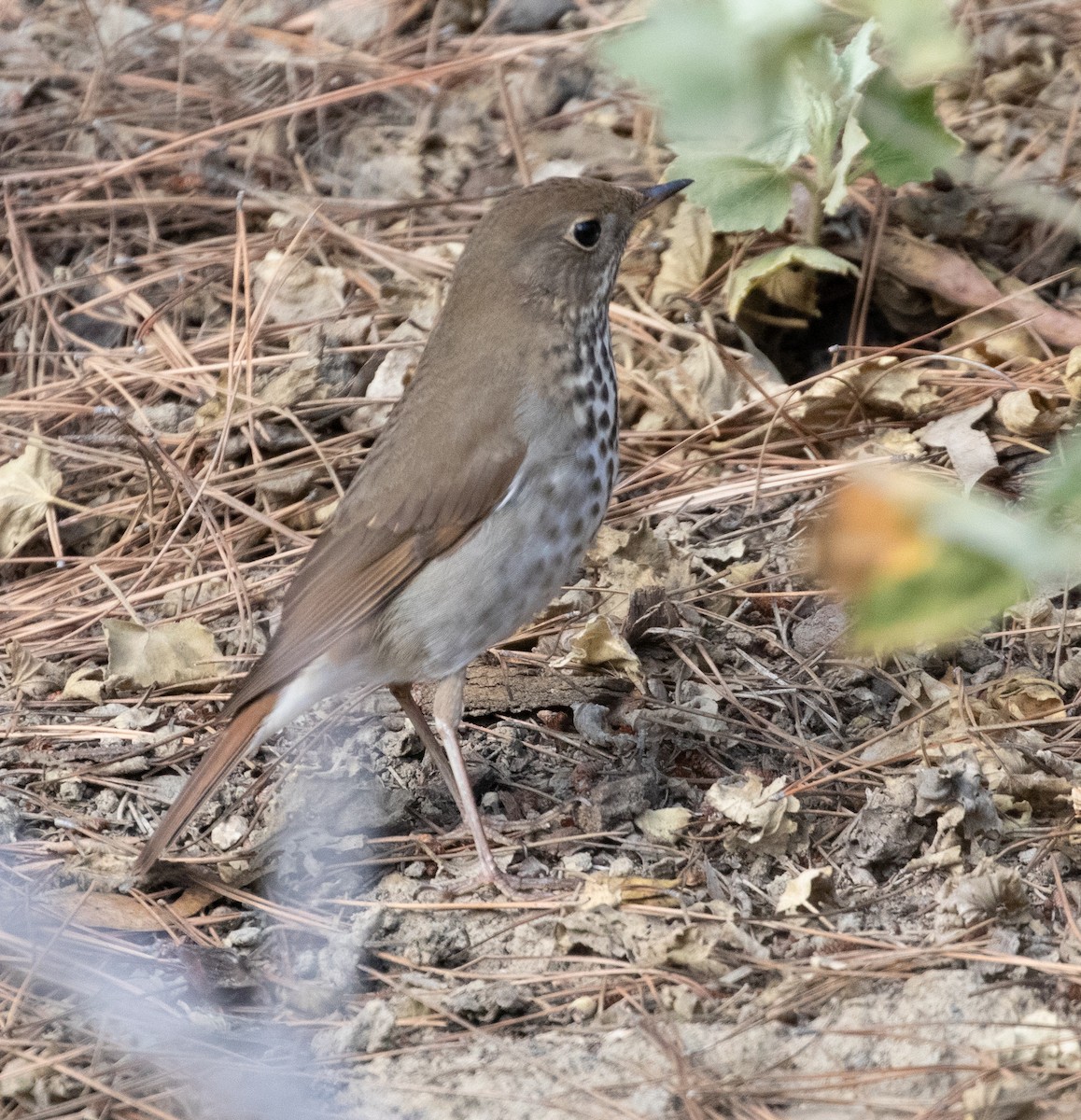 Hermit Thrush - ML294622581