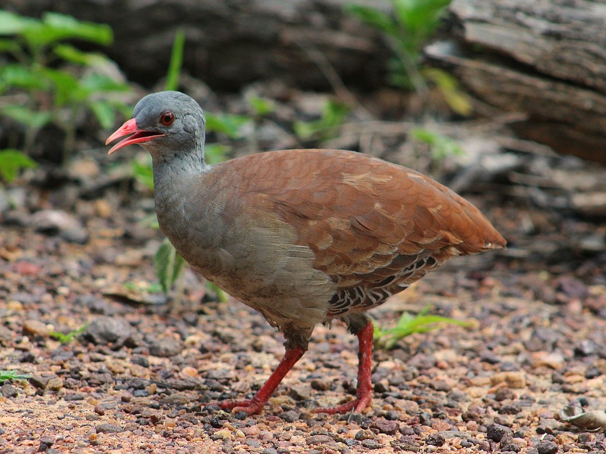 Small-billed Tinamou - ML294622591