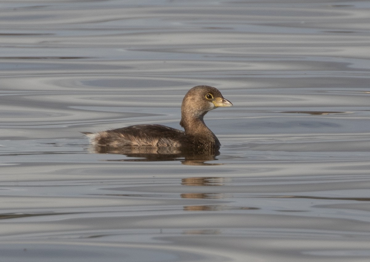 Pied-billed Grebe - ML294622831