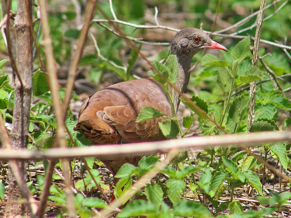 Small-billed Tinamou - ML294622861