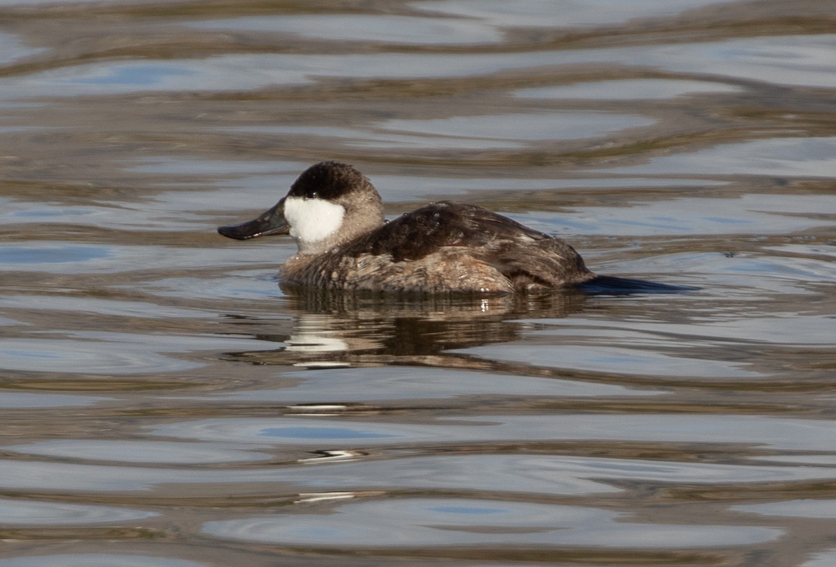 Ruddy Duck - ML294622871