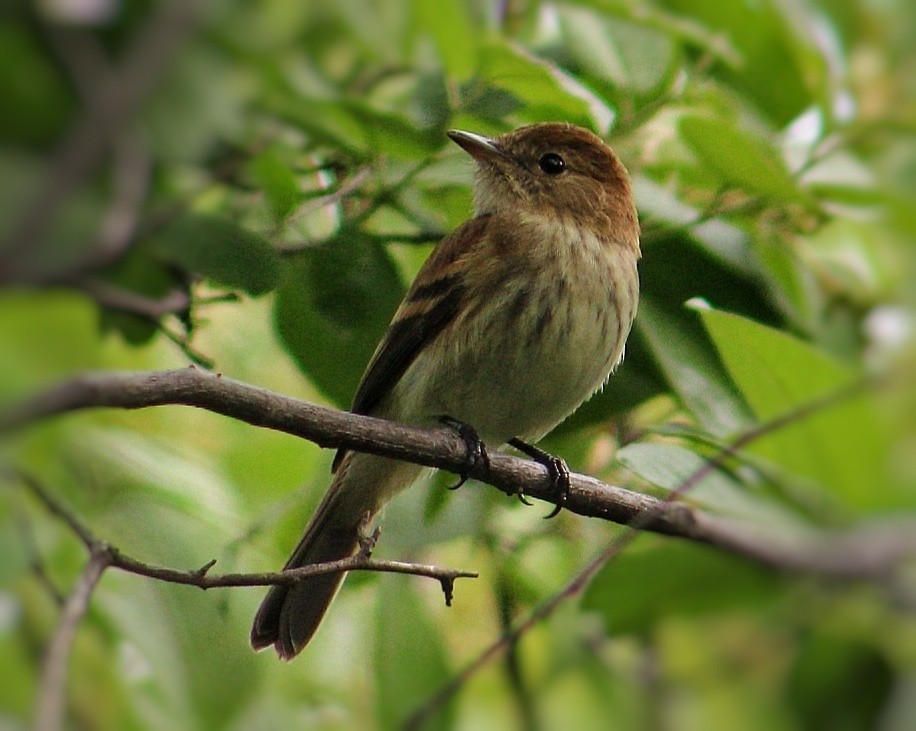 Bran-colored Flycatcher - ML294623051