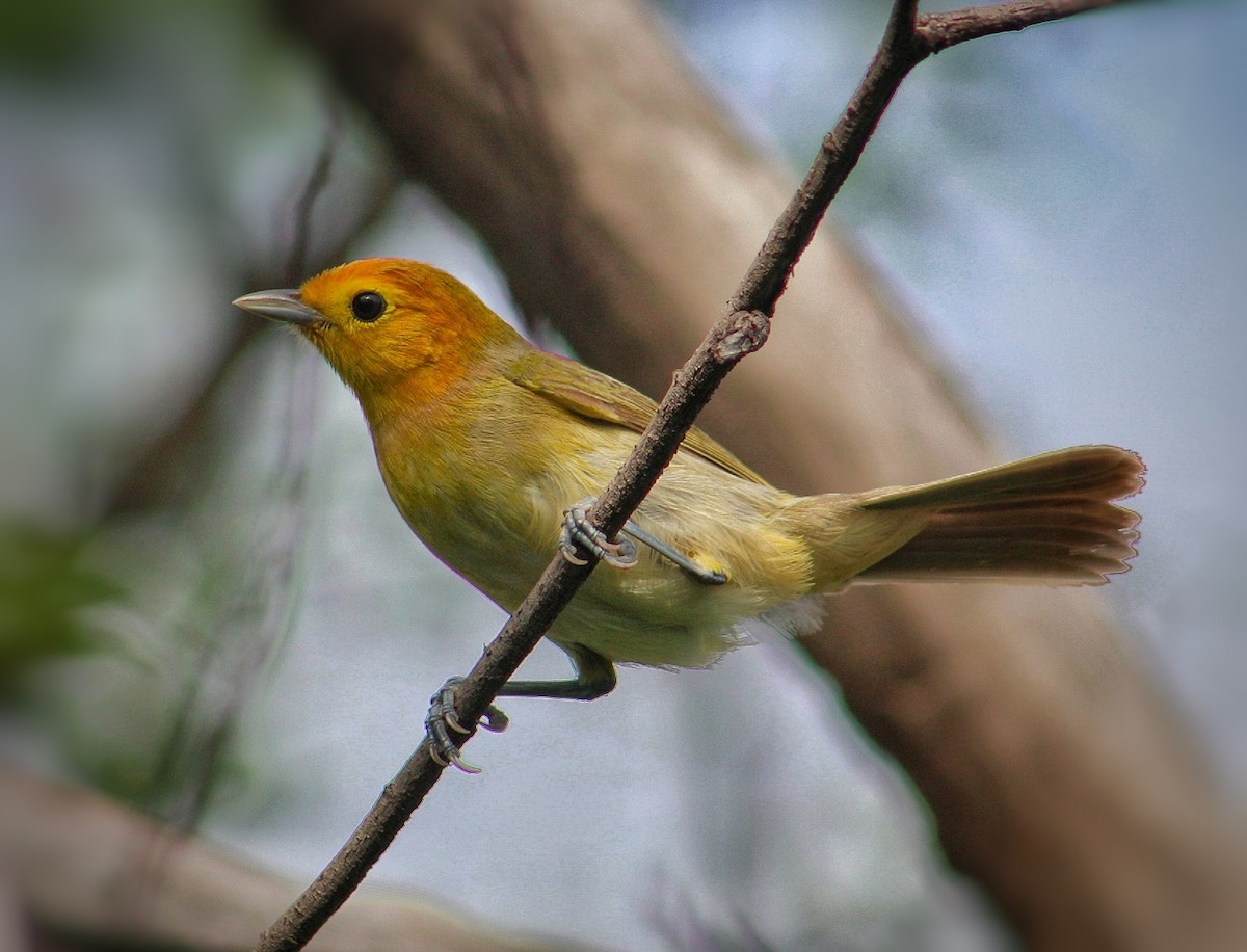 Orange-headed Tanager - ML294623121