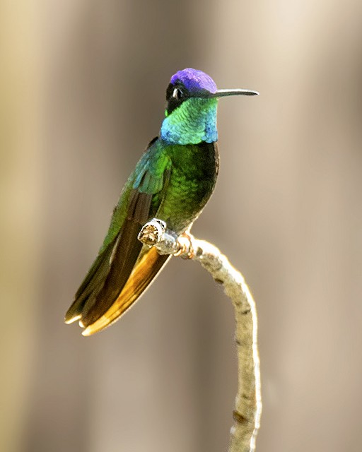 Rivoli's Hummingbird - Warren Lynn