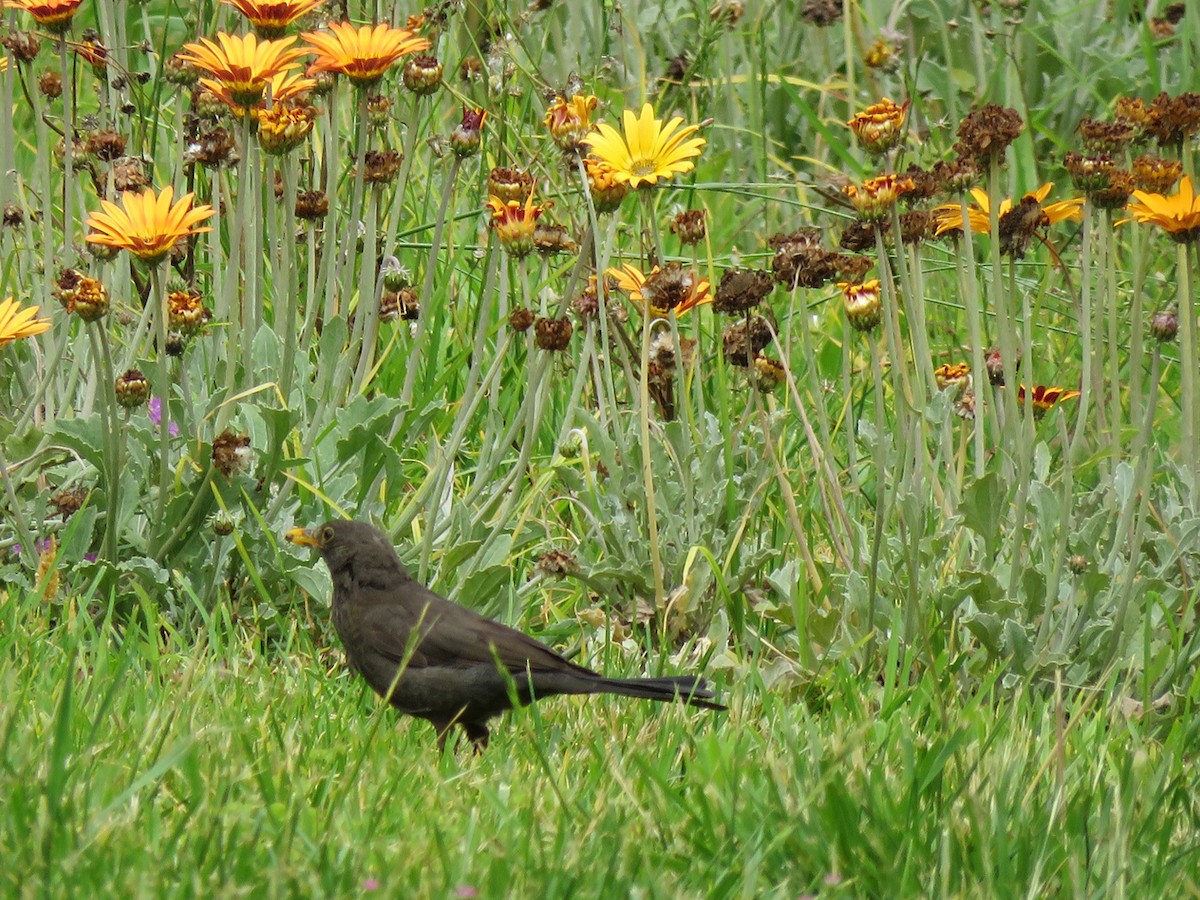 Eurasian Blackbird - Pedro Fernandes