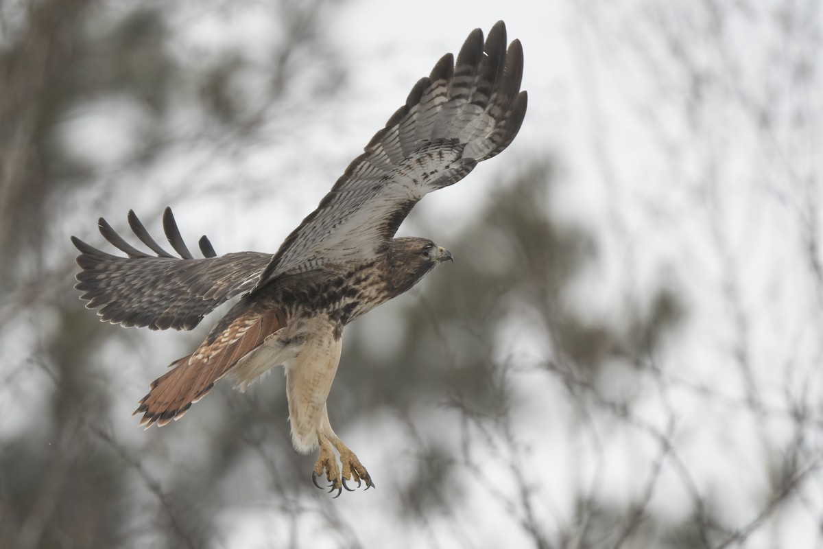 Red-tailed Hawk - ML294623901