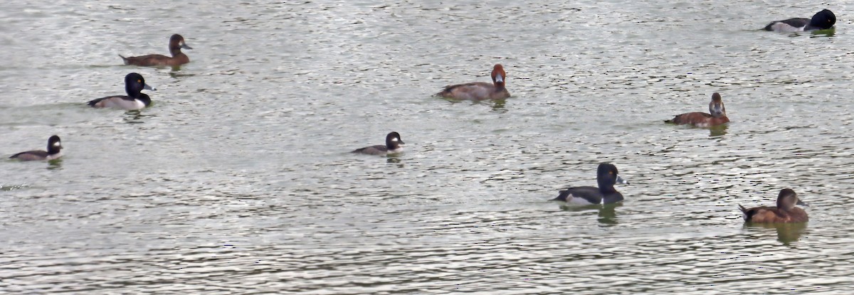 Ring-necked Duck - ML294626471