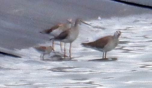 Lesser Yellowlegs - ML294626641