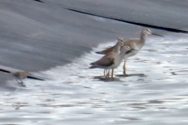 Lesser Yellowlegs - ML294626651